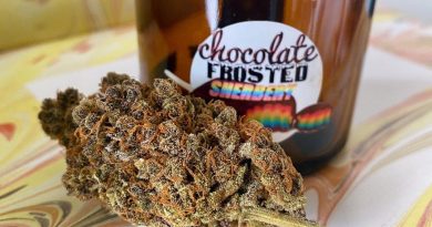 chocolate frosted sherbert by honest genetics strain review by upinsmokesession