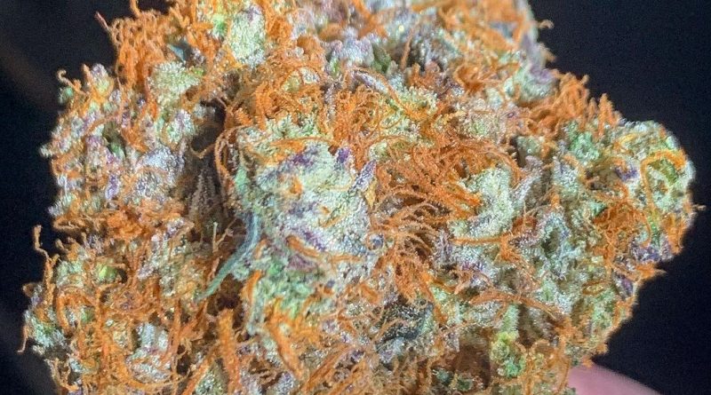 compton landrace by masonic smoker strain review by budfinderdc