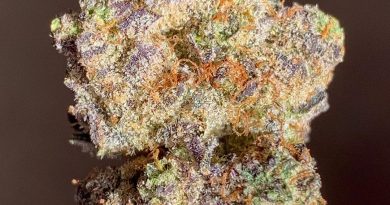 cookies and cream by true genetics strain review by budfinderdc