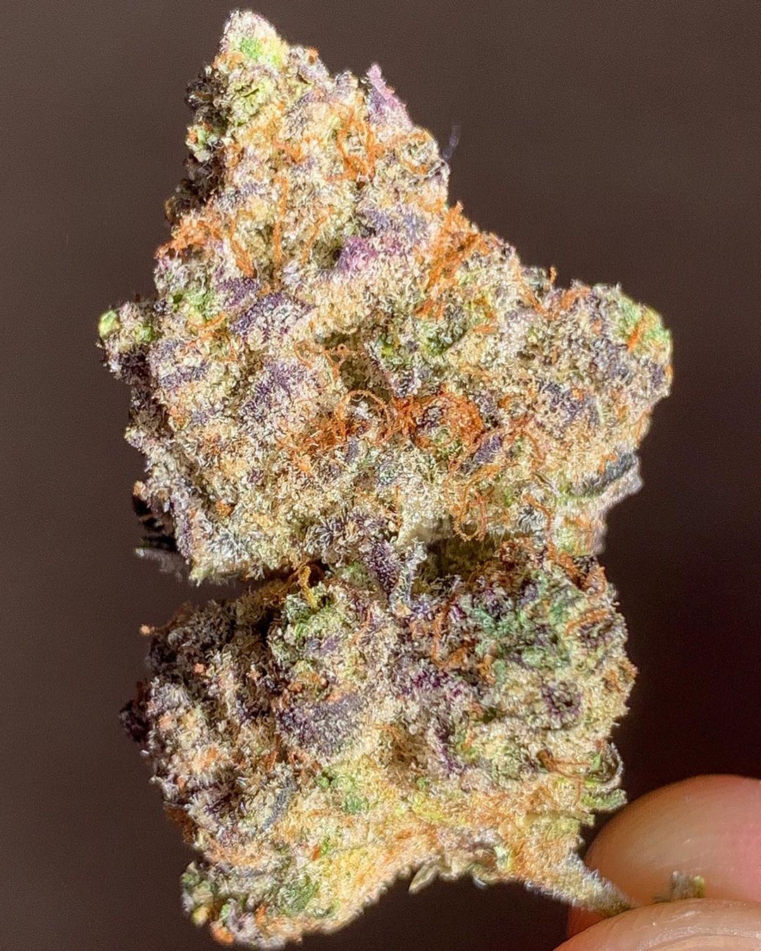 cookies and cream by true genetics strain review by budfinderdc