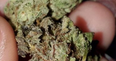 crescendo by ethos genetics strain review by _scarletts_strains_ 2