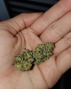 crescendo by ethos genetics strain review by _scarletts_strains_