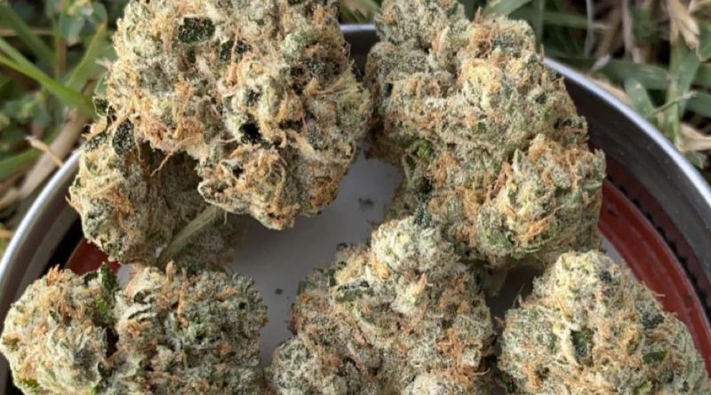 do-si-dos by grow sciences strain review by slumpysmokes