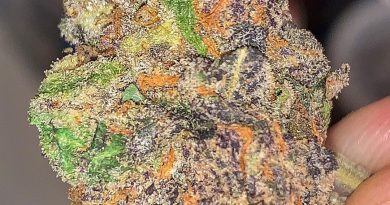 dolato by true genetics strain review by budfinder
