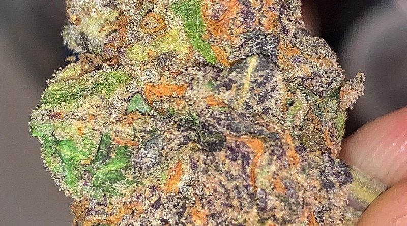 dolato by true genetics strain review by budfinder