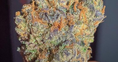 feel good tort by gas no brakes strain review by budfinderdc