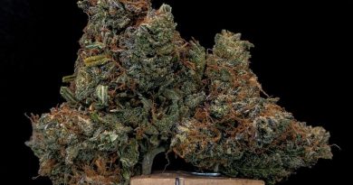 four star general by fire bros strain review by cannabisseur604