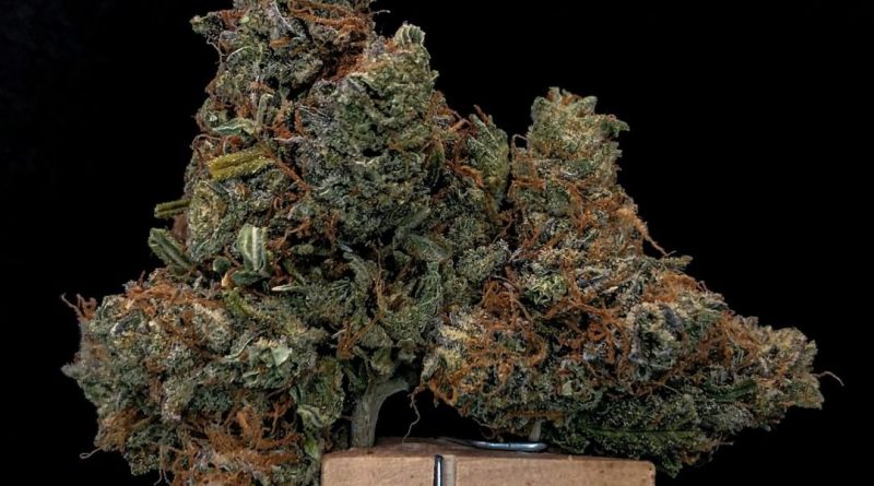 four star general by fire bros strain review by cannabisseur604