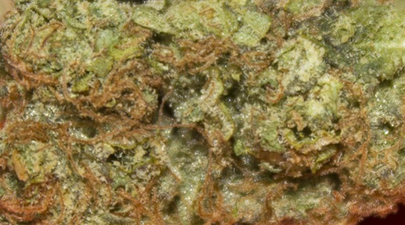 frittlez by f.r.i.t.z strain review by bigwhiteash