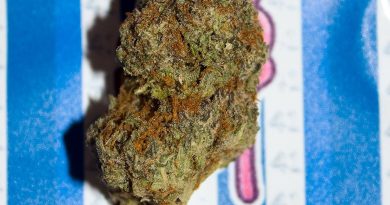 fritz 41 by f.r.i.t.z. strain review by bigwhiteash