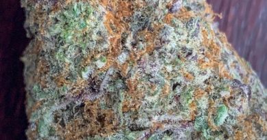 gelato 41 by georgetown flavors strain review by budfinderdc