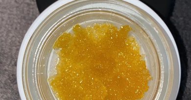 gg4 live sugar by tr concentrates dab review by no.mids