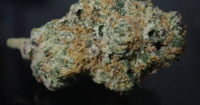 gmo bx1 by space farm strain review by the_originalcannaseur