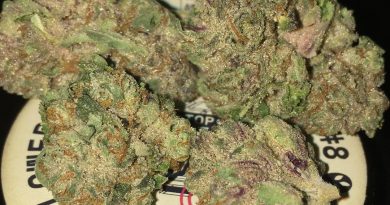 gmo x gelato 41 #8 by alien labs strain review by boofbusters420