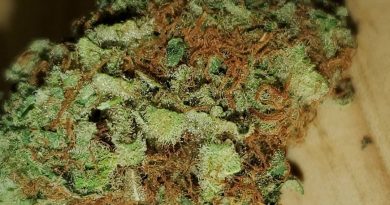 golden berry by dna genetics strain review by _scarletts_strains_
