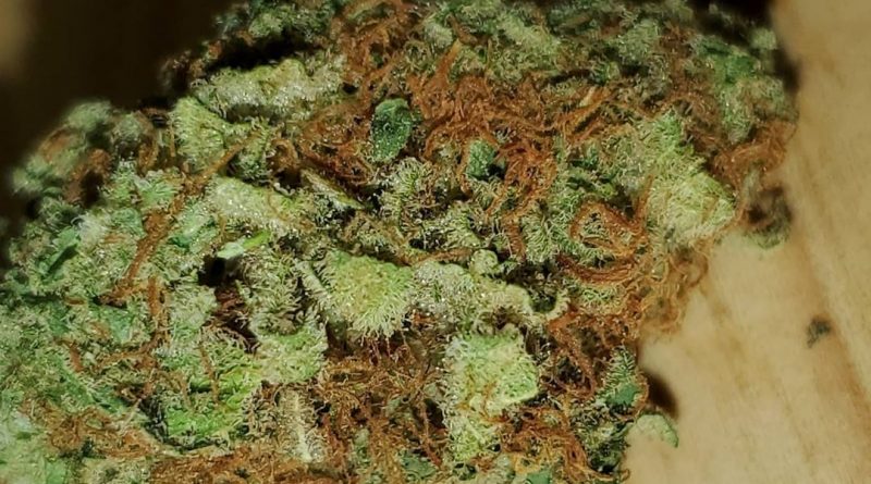 golden berry by dna genetics strain review by _scarletts_strains_