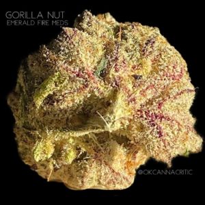 gorilla nut by emerald fire meds strain review by okcannacritic 2