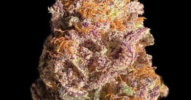 gorilla nut by emerald fire meds strain review by okcannacritic