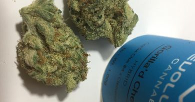gorilla'd cheese by revolution cannabis strain review by fullspectrumconnoisseur