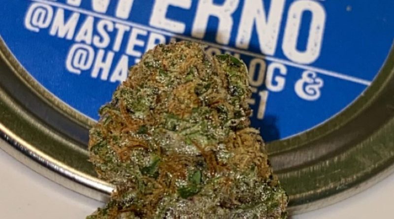 grape inferno by globe cannabis strain review by slumpysmokes