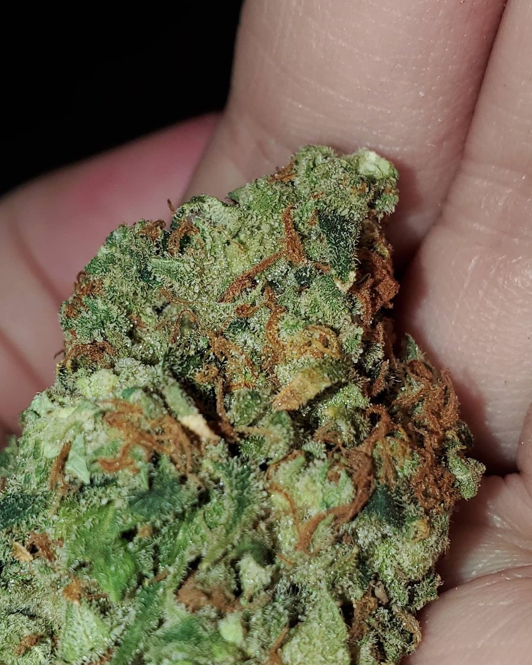 grapefruit strain grapefruit strain