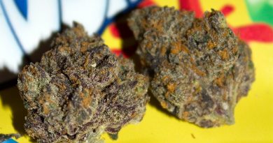 gushers by f.r.i.t.z strain review by bigwhiteash