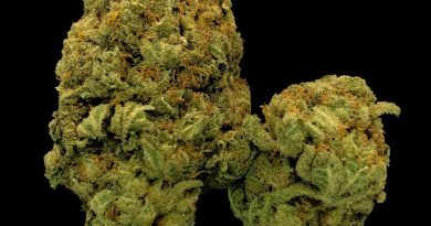 heisenberg kush by alphakronik genetics strain review by cannabisseur604