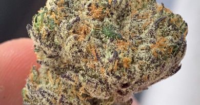 icc by true genetics strain review by budfinderdc 2