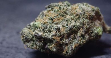 ice cream cake from bdl plug strain review by the_originalcannaseur