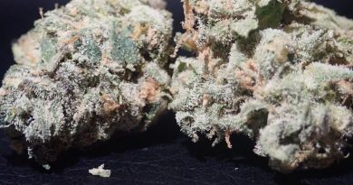 ice cream cake from the cali club tenerife strain review by the_originalcannaseur