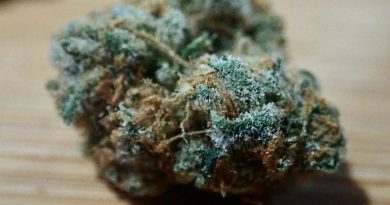 ice cream man by trichome factory strain review by the_originalcannaseur