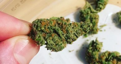 jack herer by cedar creek cannabis strain review by 502strainsheet