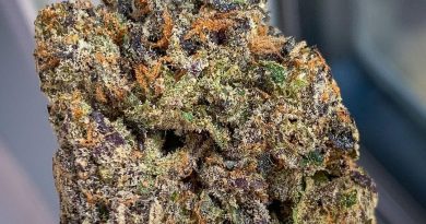 jet fuel gelato by entourage company strain review by budfinderdc