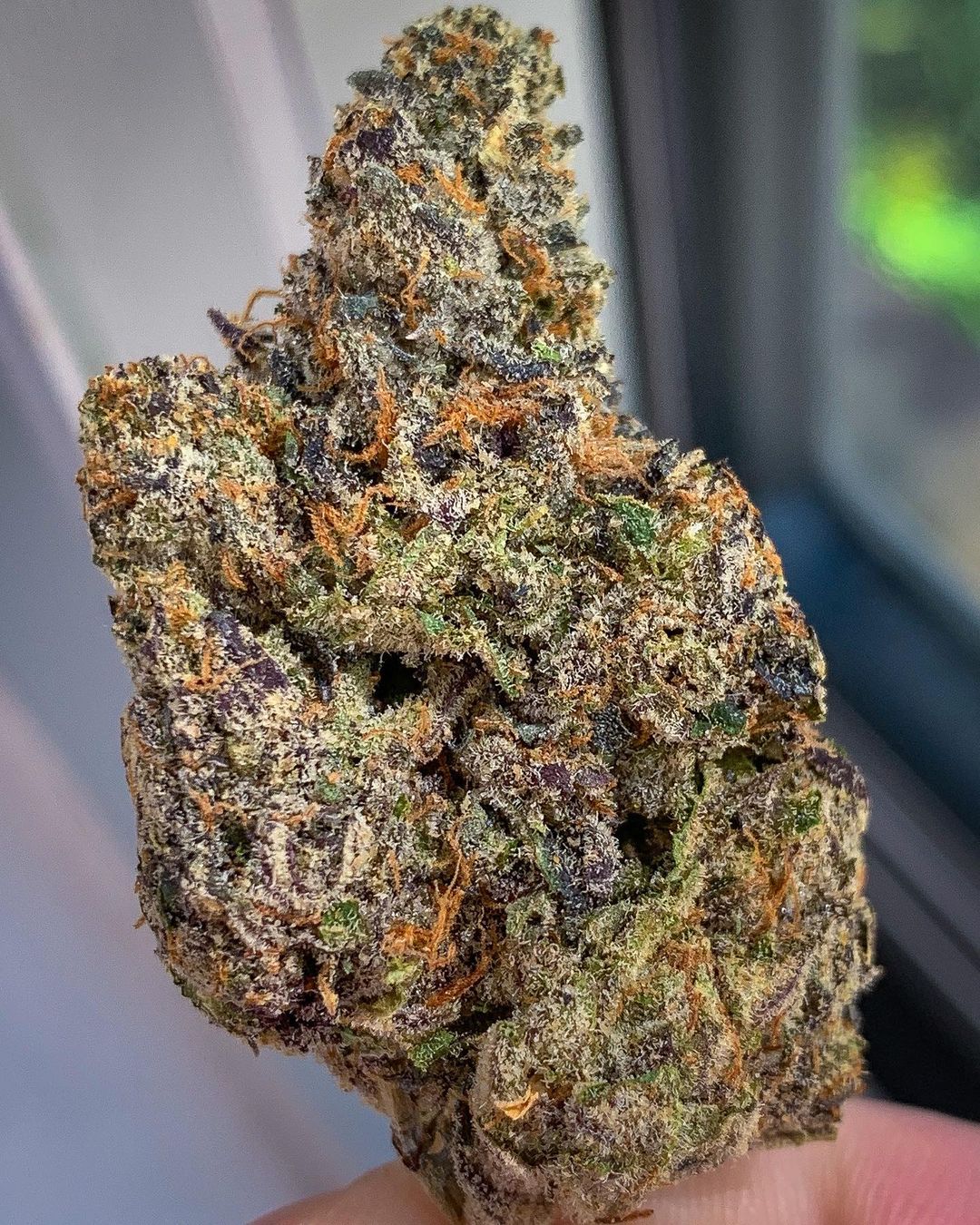Strain Review: Jet Fuel Gelato by Entourage Company - The Highest Critic