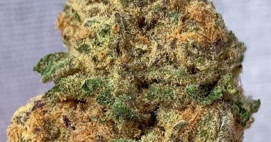 jungle juice by big al's exotis strain review by budfinderdc 2