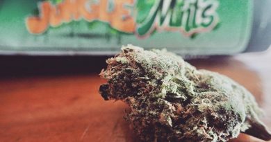 jungle mints by jungle boys strain review by the_originalcannaseur