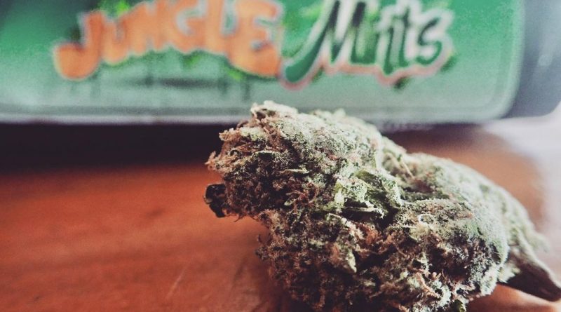 jungle mints by jungle boys strain review by the_originalcannaseur