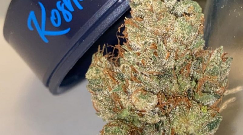 Strain Review: Kosher Kush by Grow Sciences - The Highest Critic