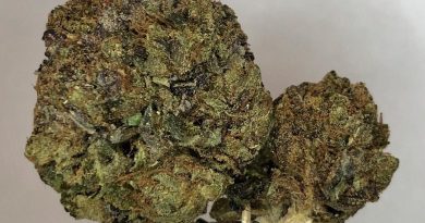 la ultra by resin seeds strain review by cannabisseur604