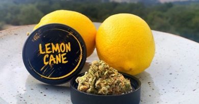 lemon cane by archive seed bank strain review by anna.smokes.canna