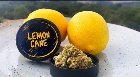 lemon cane by archive seed bank strain review by anna.smokes.canna
