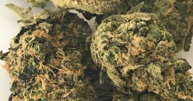 lemon cheesecake by heavyweight seeds strain review by budfinderdc 2