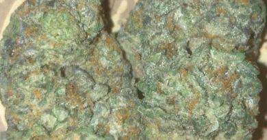 lemon freeze pop by clearwater buds strain review by extractedbyzack