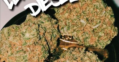 lemon sour diesel by green lantern seeds strain review by budfinderdc