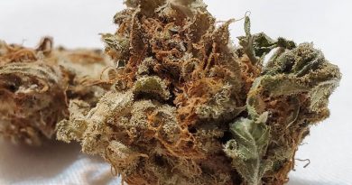 lemon zkittle by dutch passion strian review by _scarletts_strains_ 2