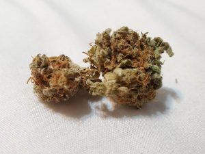 lemon zkittle by dutch passion strian review by _scarletts_strains_