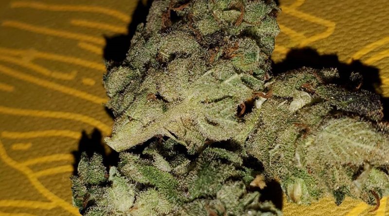 lemonade queen strain review by _scarletts_strains_ 2