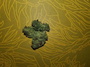 lemonade queen strain review by _scarletts_strains_