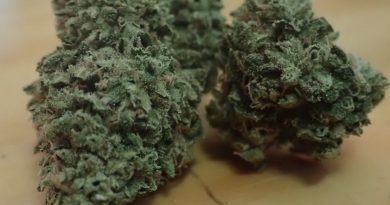 love triangle by bodhi seeds strain review by the_originalcannaseur