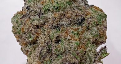 mac 1 by true genetics strain review by budfinderdc